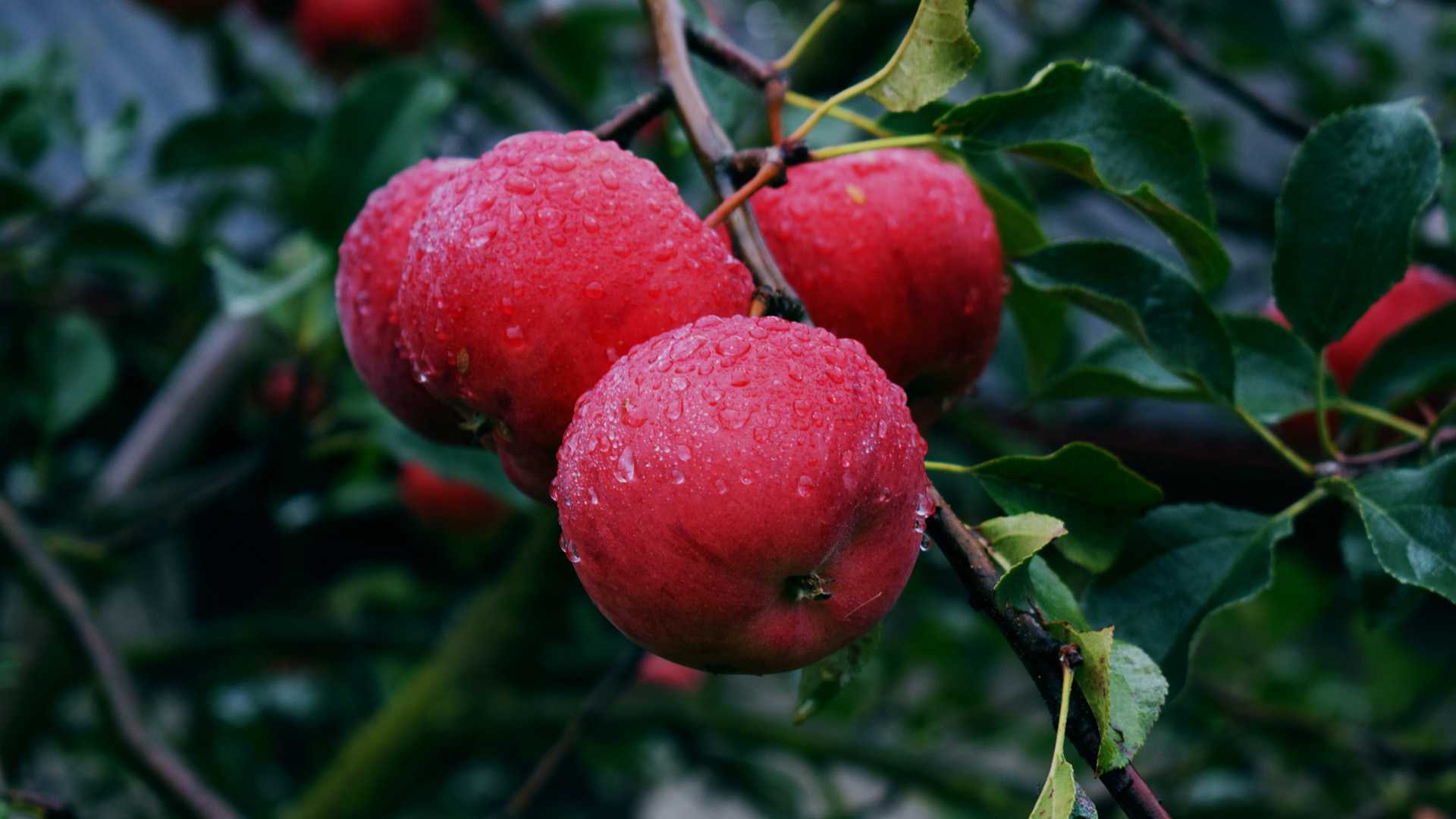 Tre röda svenska äpplen